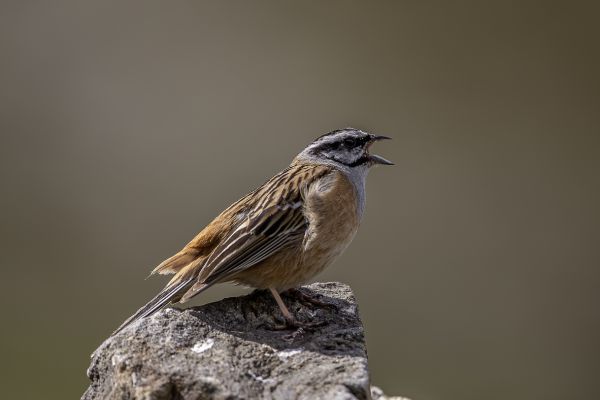 Rock Bunting