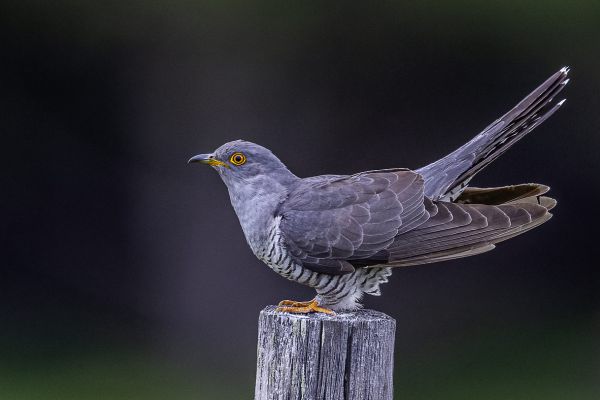 Common Cuckoo