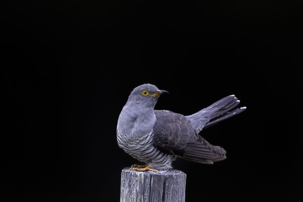 Common Cuckoo