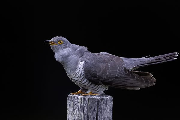 Common Cuckoo