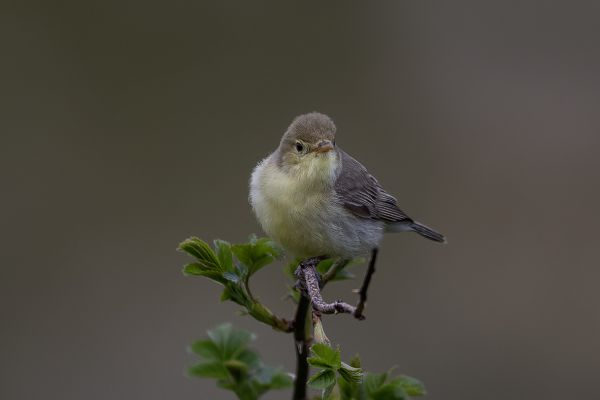 Melodious Warbler