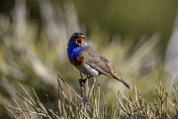 Bluethroat