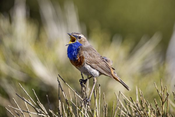 Bluethroat