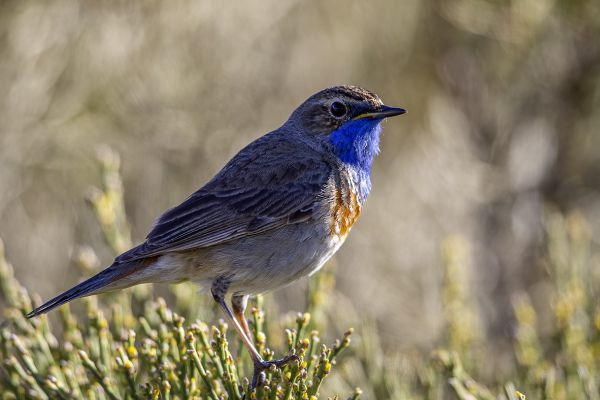 Bluethroat