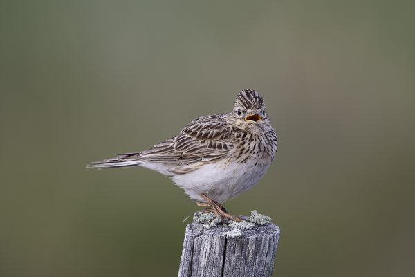 Tree Pipit