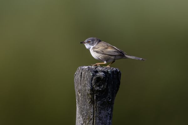 Common Whitethroat