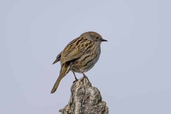 Hedge Accentor