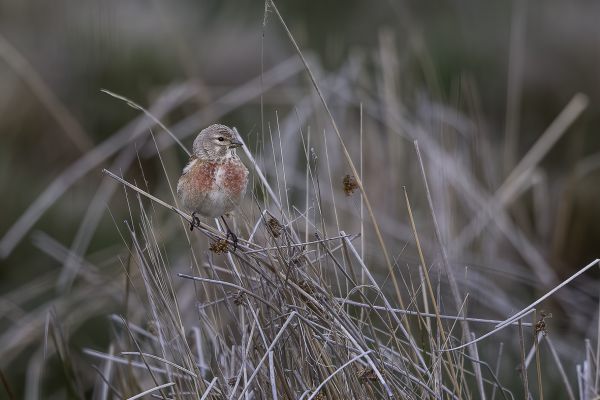 Eurasian Linnet