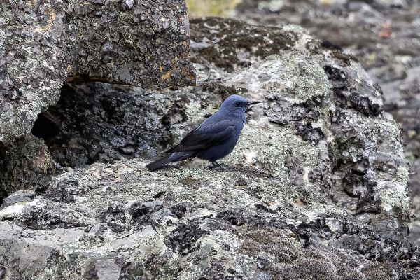 Blue Rock-Thrush