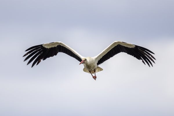 White Stork