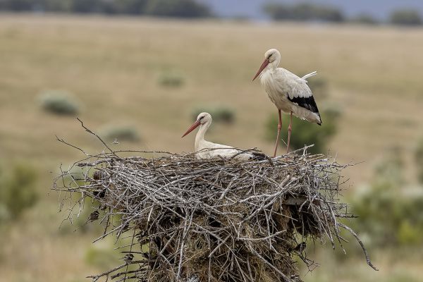 White Stork
