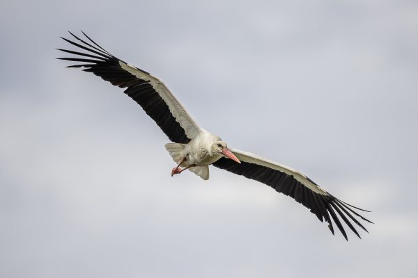 White Stork