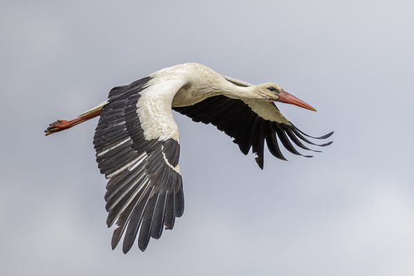 White Stork
