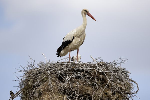White Stork