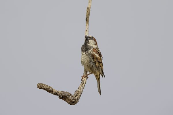 Spanish Sparrow