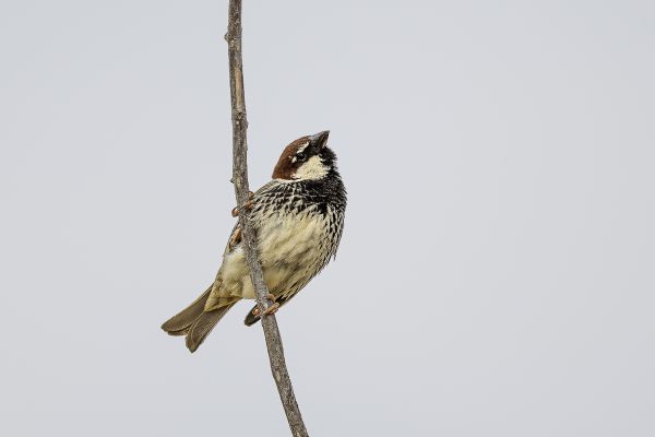 Spanish Sparrow