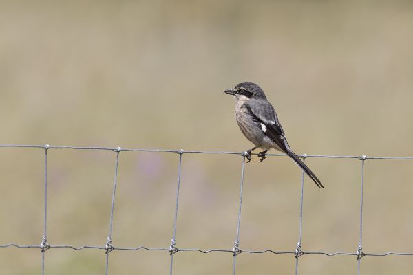 Southern Grey Shrike