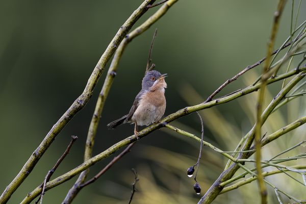 Eastern Subalpine Warbler