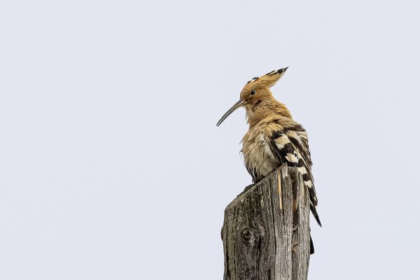 Eurasian Hoopoe