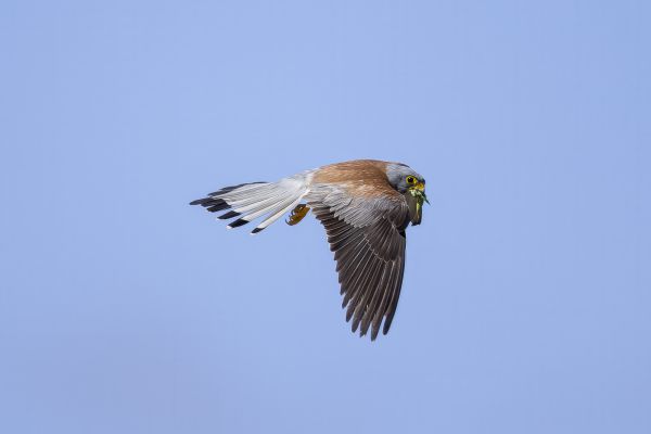 Lesser Kestrel