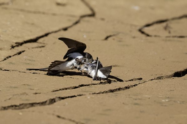 Sand Martin