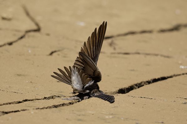 Sand Martin