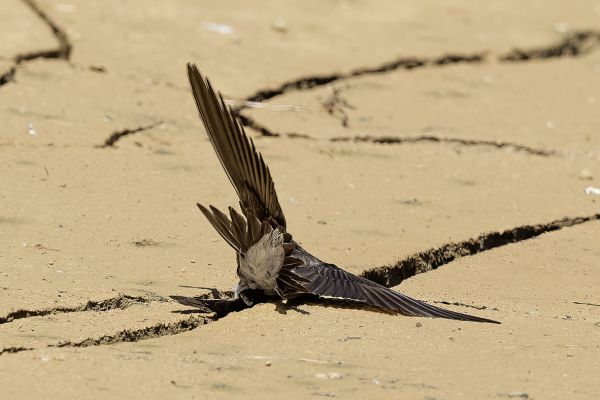Sand Martin