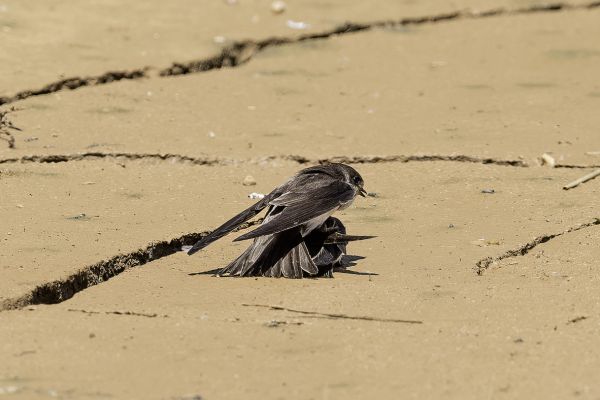Sand Martin