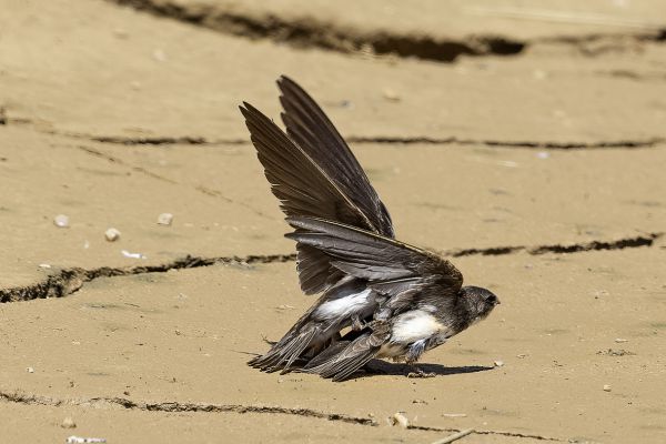 Sand Martin