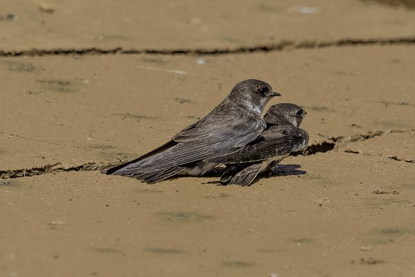 Sand Martin