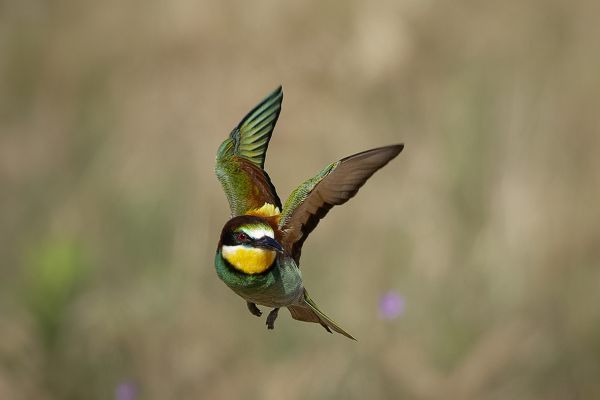 European Bee-eater