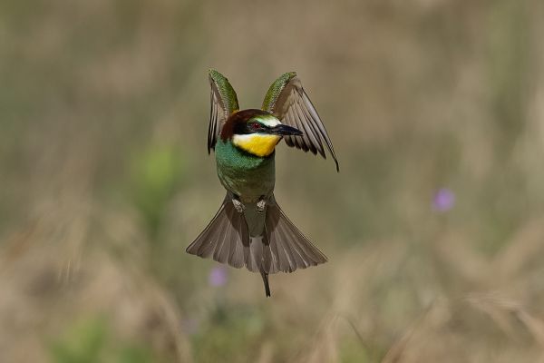 European Bee-eater
