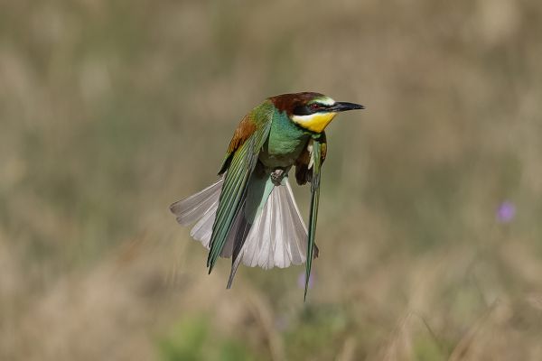 European Bee-eater