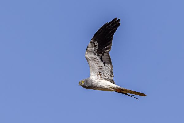 Montagu's Harrier