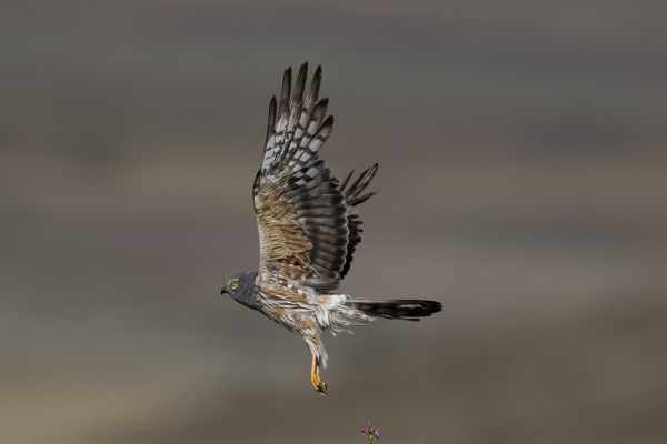 Montagu's Harrier
