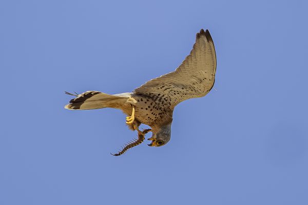 Lesser Kestrel