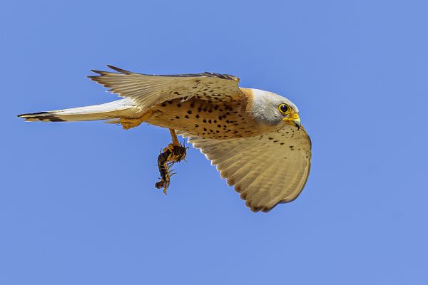 Lesser Kestrel