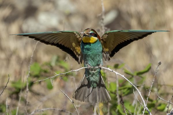 European Bee-eater