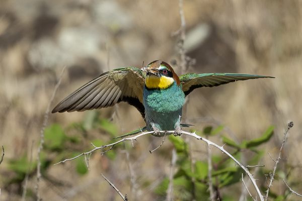 European Bee-eater