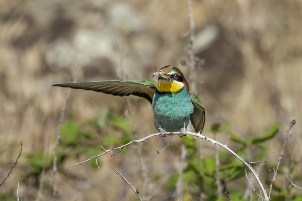 European Bee-eater