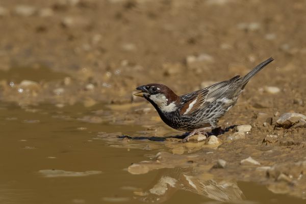Spanish Sparrow