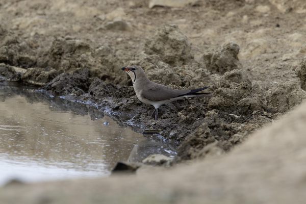 Collared Pratincole