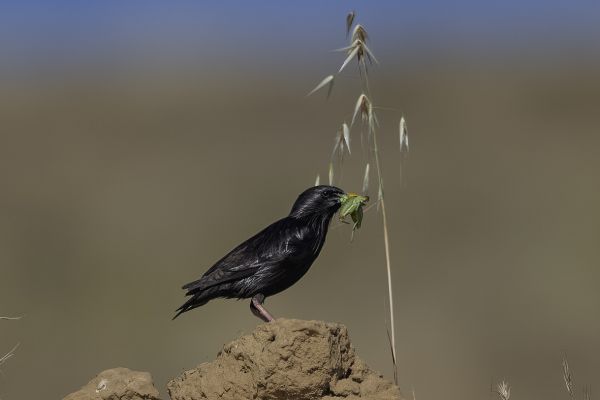 Spotless Starling