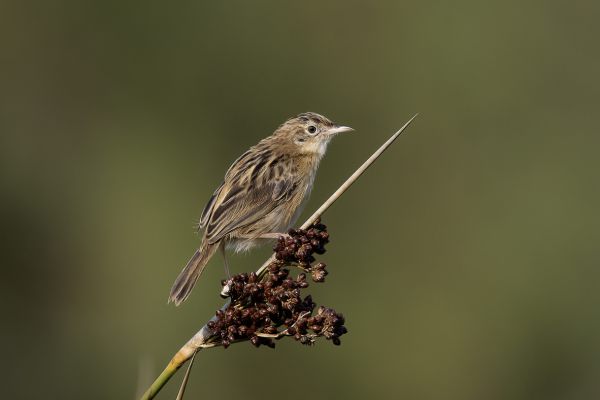Tawny Pipit