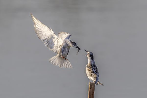 Whiskered Tern