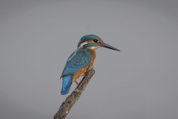 Common Kingfisher