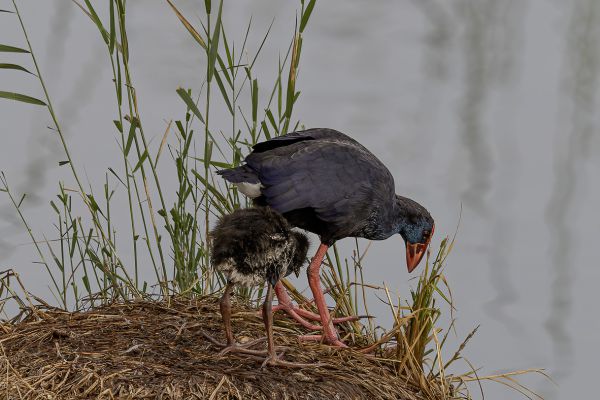 Purple Swamphen
