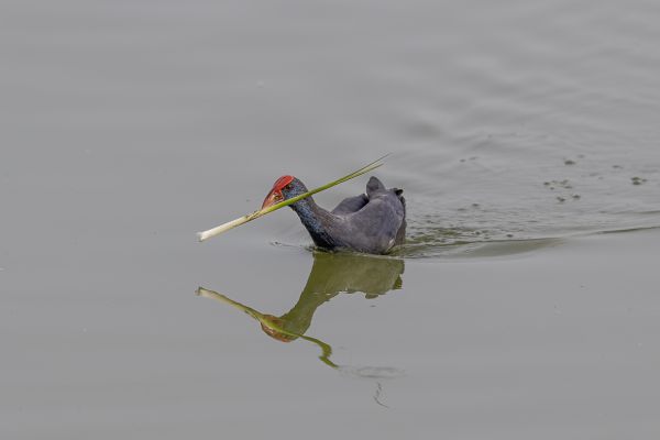Purple Swamphen