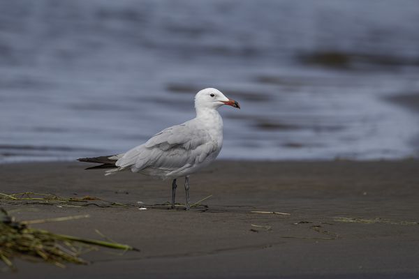 Audouin's Gull