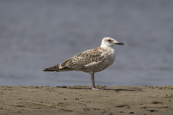 Audouin's Gull